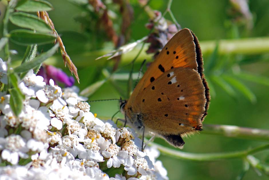 Lycaena virgaureae